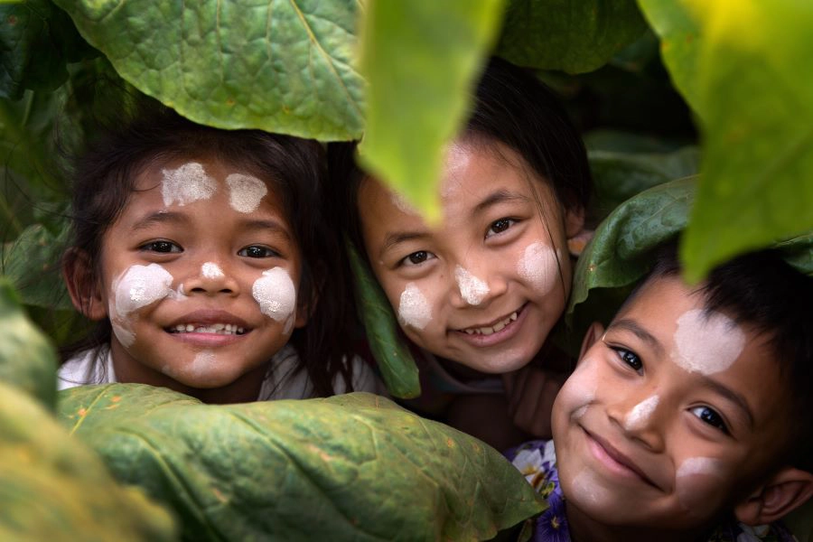 3 burmese local children in tobacco fields_